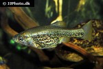 chapalichthys pardalis chapalichthys pardalis