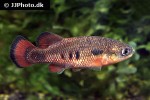 characodon audax characodon audax