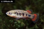 characodon audax characodon audax