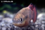 characodon audax characodon audax