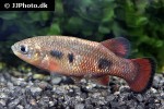 characodon audax characodon audax