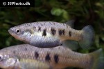 characodon audax characodon audax