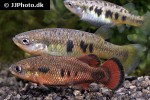 characodon audax characodon audax