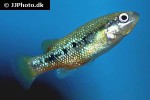 characodon lateralis characodon lateralis