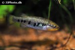 characodon lateralis characodon lateralis