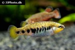characodon lateralis characodon lateralis