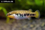 characodon lateralis characodon lateralis