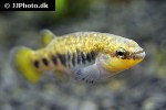 characodon lateralis characodon lateralis