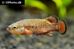 characodon lateralis characodon lateralis