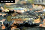 characodon lateralis characodon lateralis