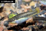 characodon lateralis characodon lateralis