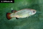 characodon species abraham gonzales characodon species abraham gonzales