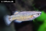 crenichthys baileyi crenichthys baileyi