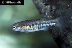 crenichthys baileyi crenichthys baileyi