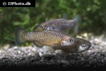 crenichthys baileyi baileyi crenichthys baileyi baileyi