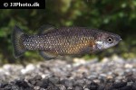 crenichthys baileyi baileyi crenichthys baileyi baileyi