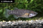 crenichthys baileyi baileyi crenichthys baileyi baileyi