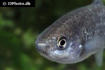 crenichthys baileyi baileyi crenichthys baileyi baileyi