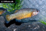 crenichthys baileyi baileyi crenichthys baileyi baileyi