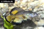 girardinichthys multiradiatus girardinichthys multiradiatus