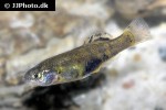 girardinichthys multiradiatus girardinichthys multiradiatus