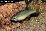 goodea atripinnis atripinnis goodea atripinnis atripinnis