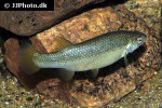 goodea atripinnis atripinnis goodea atripinnis atripinnis