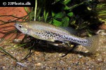 ilyodon cortesae ilyodon cortesae