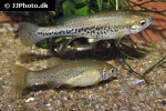 ilyodon cortesae ilyodon cortesae