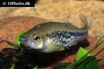 ilyodon cortesae ilyodon cortesae