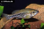 ilyodon cortesae ilyodon cortesae