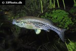 ilyodon cortesae ilyodon cortesae