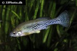 ilyodon cortesae ilyodon cortesae