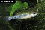 ilyodon cortesae ilyodon cortesae