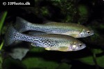 ilyodon cortesae ilyodon cortesae