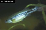 ilyodon furcidens