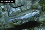 ilyodon furcidens