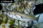 ilyodon furcidens