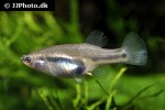 neotoca bilineata neotoca bilineata