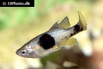 skiffia multipunctata skiffia multipunctata