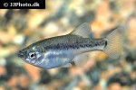 skiffia multipunctata skiffia multipunctata