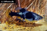 skiffia multipunctata skiffia multipunctata