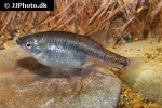 skiffia multipunctata skiffia multipunctata