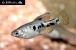 skiffia multipunctata skiffia multipunctata