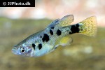 skiffia multipunctata skiffia multipunctata