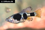 skiffia multipunctata skiffia multipunctata