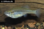 skiffia multipunctata skiffia multipunctata