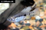 skiffia multipunctata skiffia multipunctata
