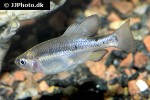 skiffia multipunctata skiffia multipunctata