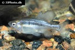 skiffia multipunctata skiffia multipunctata